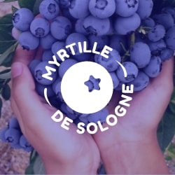 Myrtille de Sologne - Logotype